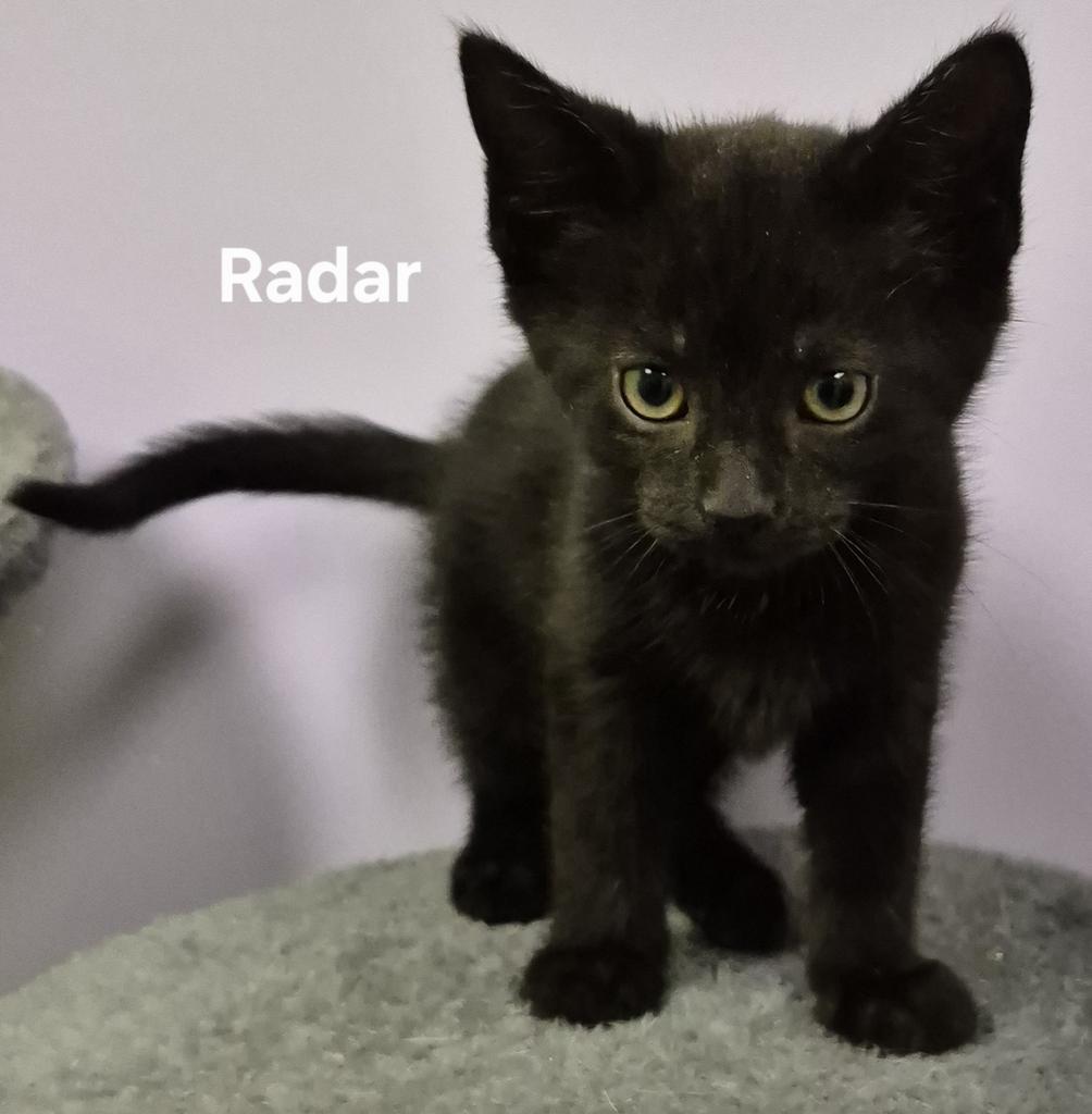 Enlarge Radar, a Adopted mixed breed in Kendallville, IN image 1/1