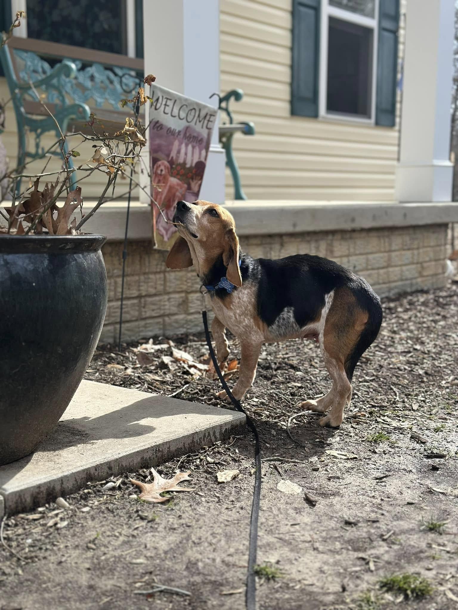 Enlarge Pop Tart, a Adopted Beagle in Prince Frederick, MD image 3/6