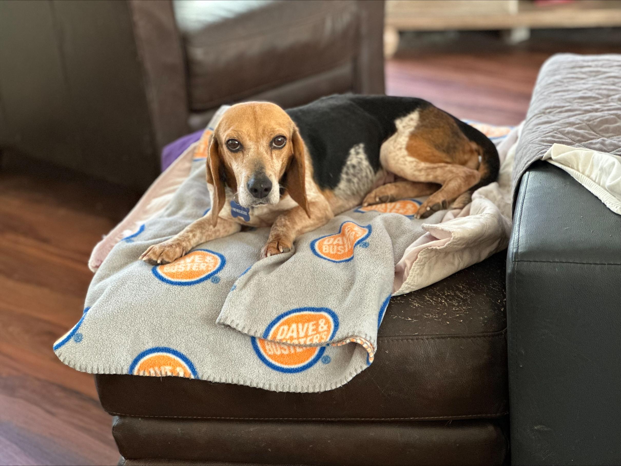 Enlarge Pop Tart, a Adopted Beagle in Prince Frederick, MD image 1/6