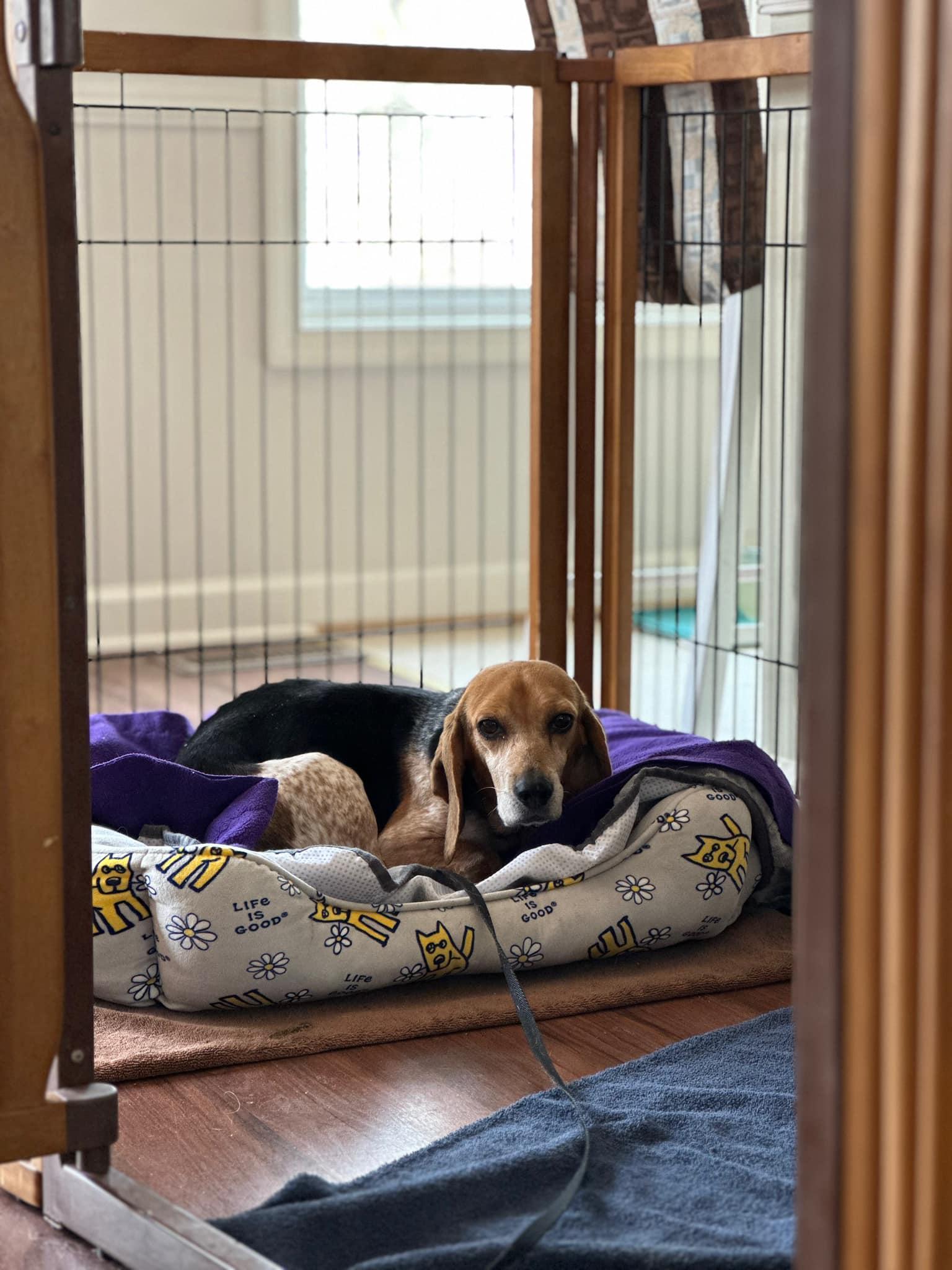 Enlarge Pop Tart, a Adopted Beagle in Prince Frederick, MD image 4/6