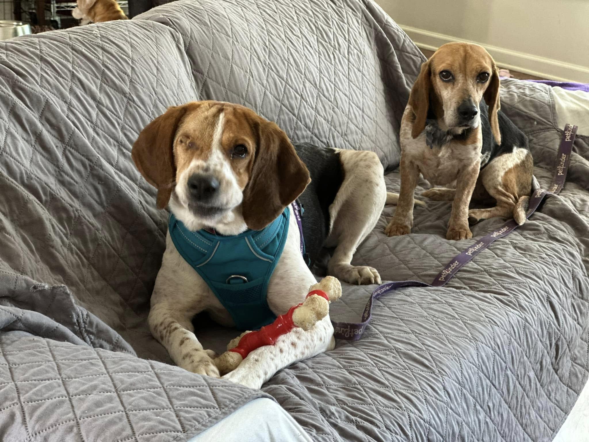 Enlarge Pop Tart, a Adopted Beagle in Prince Frederick, MD image 5/6