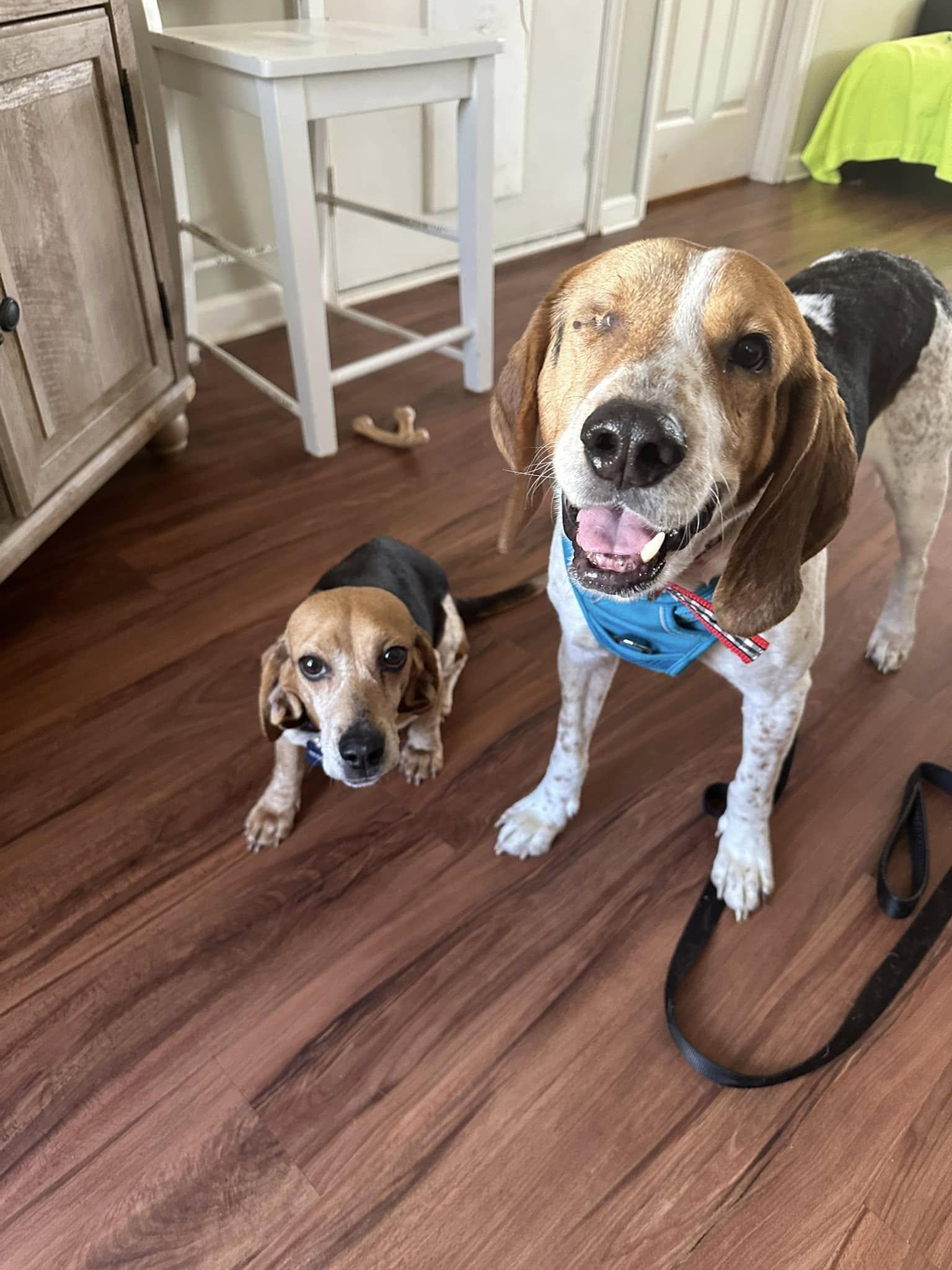Enlarge Pop Tart, a Adopted Beagle in Prince Frederick, MD image 6/6