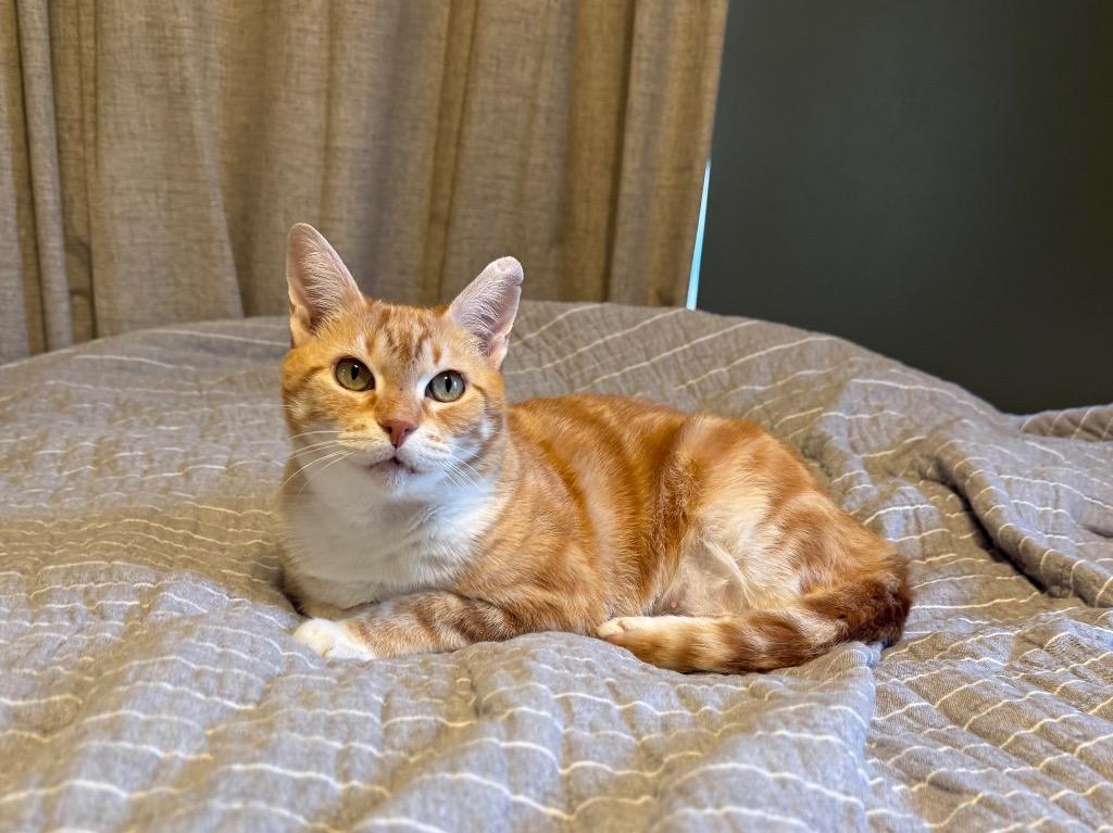 Brie, Adoptable, Adult Female Domestic Short Hair.