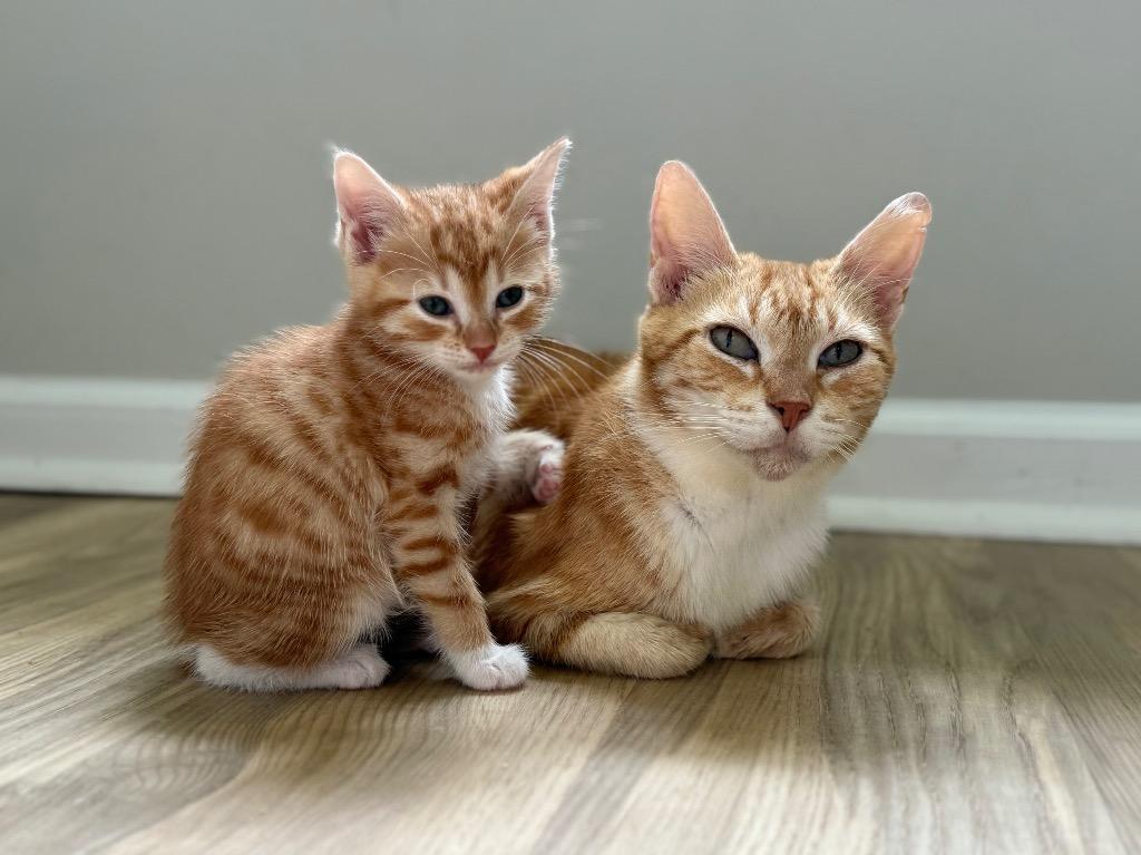 Enlarge Brie, a Adoptable mixed breed in Evans, GA image 2/6