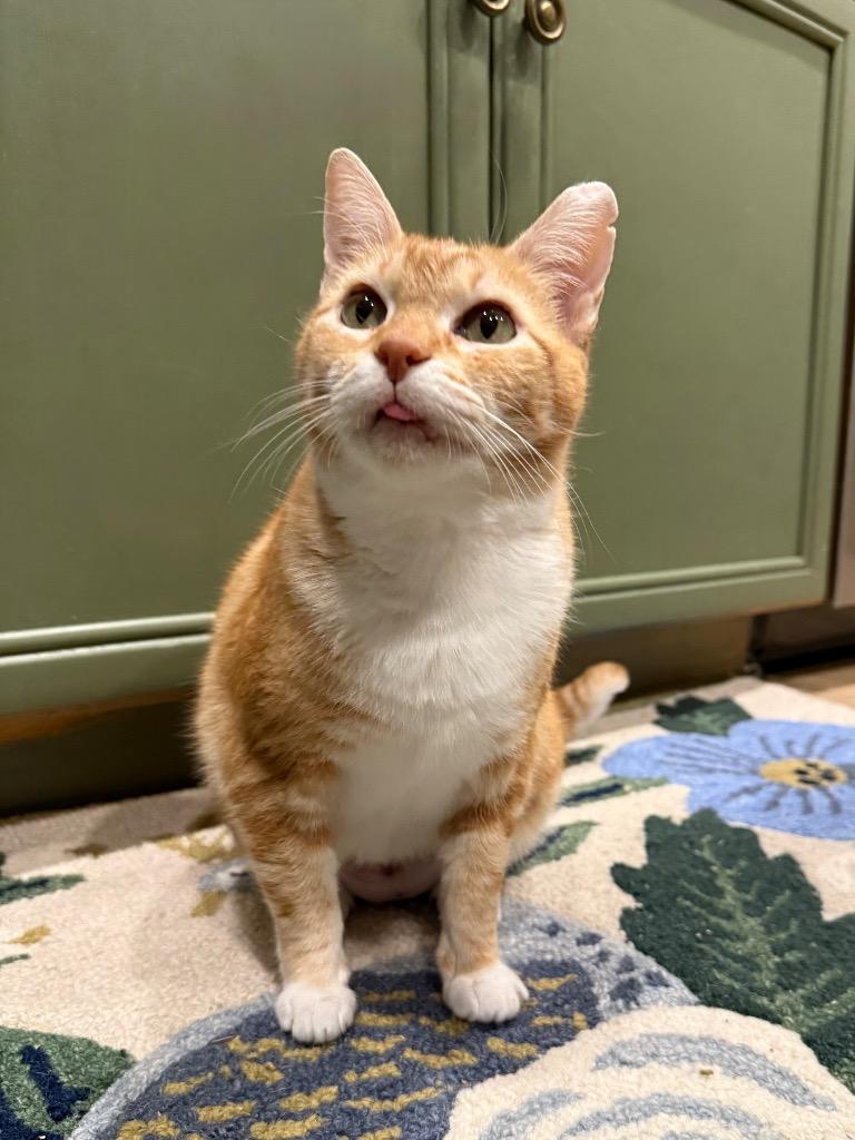 Enlarge Brie, a Adoptable mixed breed in Evans, GA image 3/6