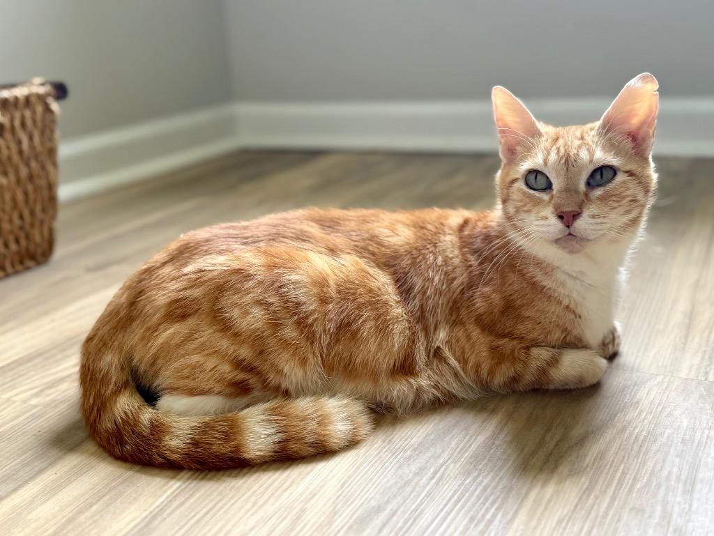 Enlarge Brie, a Adoptable mixed breed in Evans, GA image 4/6