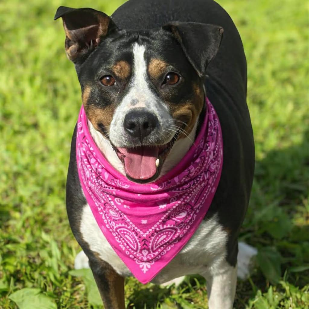 TOOTSIE GS — thumbnail 2