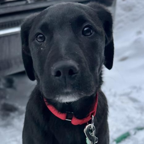 Enlarge Dax, a Adoptable mixed breed in Toledo, OH image 2/3