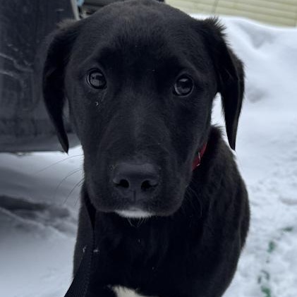 Enlarge Dax, a Adoptable mixed breed in Toledo, OH image 3/3