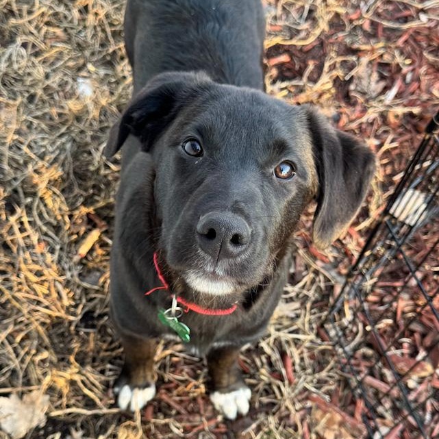 Dax, Adoptable, Puppy Male Labrador Retriever & Jack Russell Terrier.