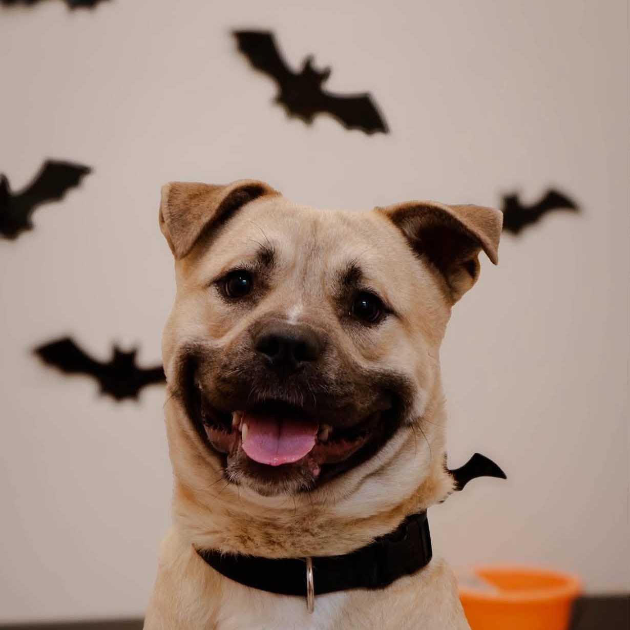 Enlarge Ceasar, a Adoptable mixed breed in Quincy, IL image 1/2