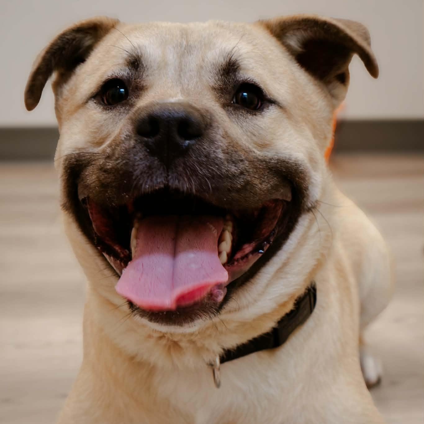 Enlarge Ceasar, a Adoptable mixed breed in Quincy, IL image 2/2