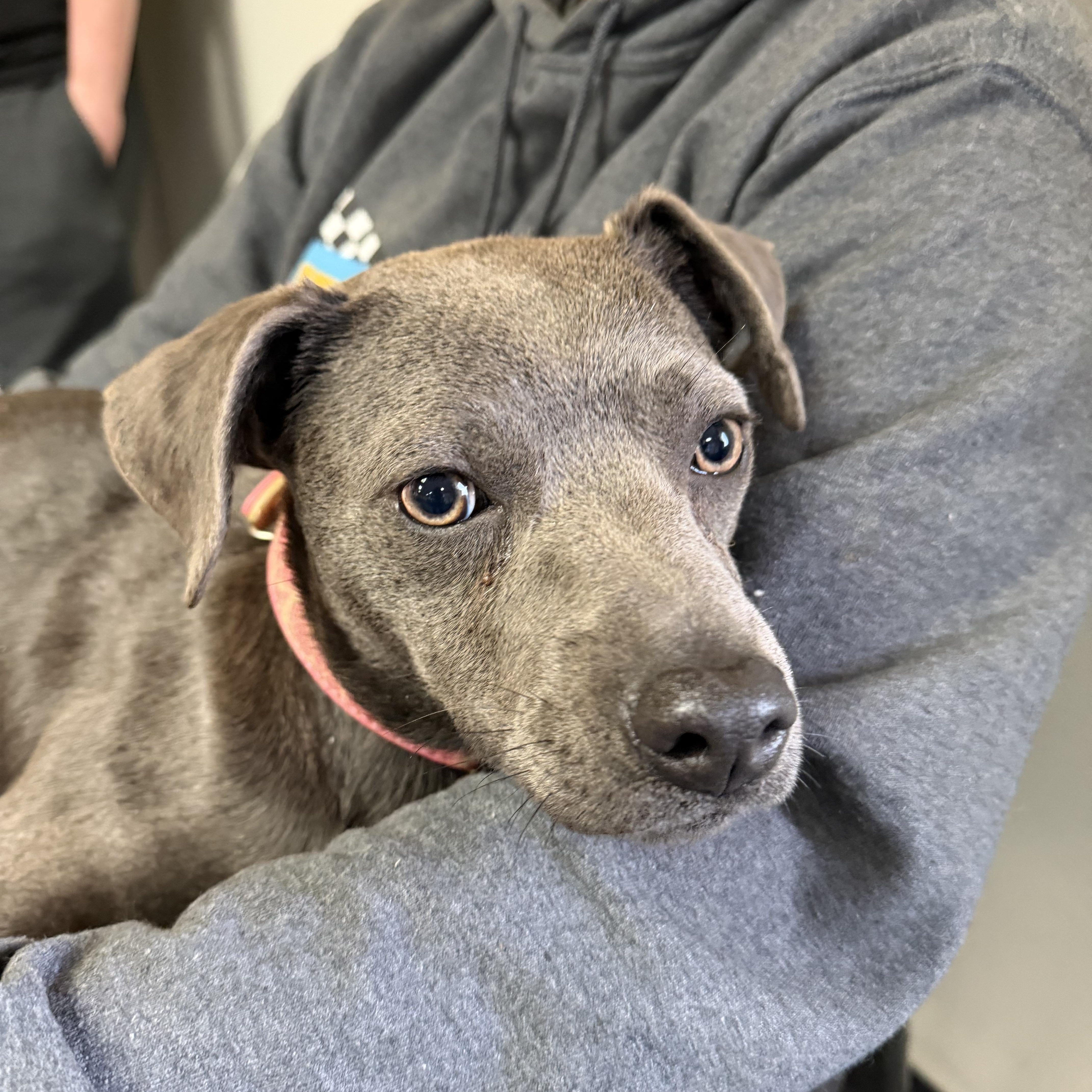 Enlarge Darla (Dresden #15), a Adoptable mixed breed in Mount Juliet, TN image 1/5