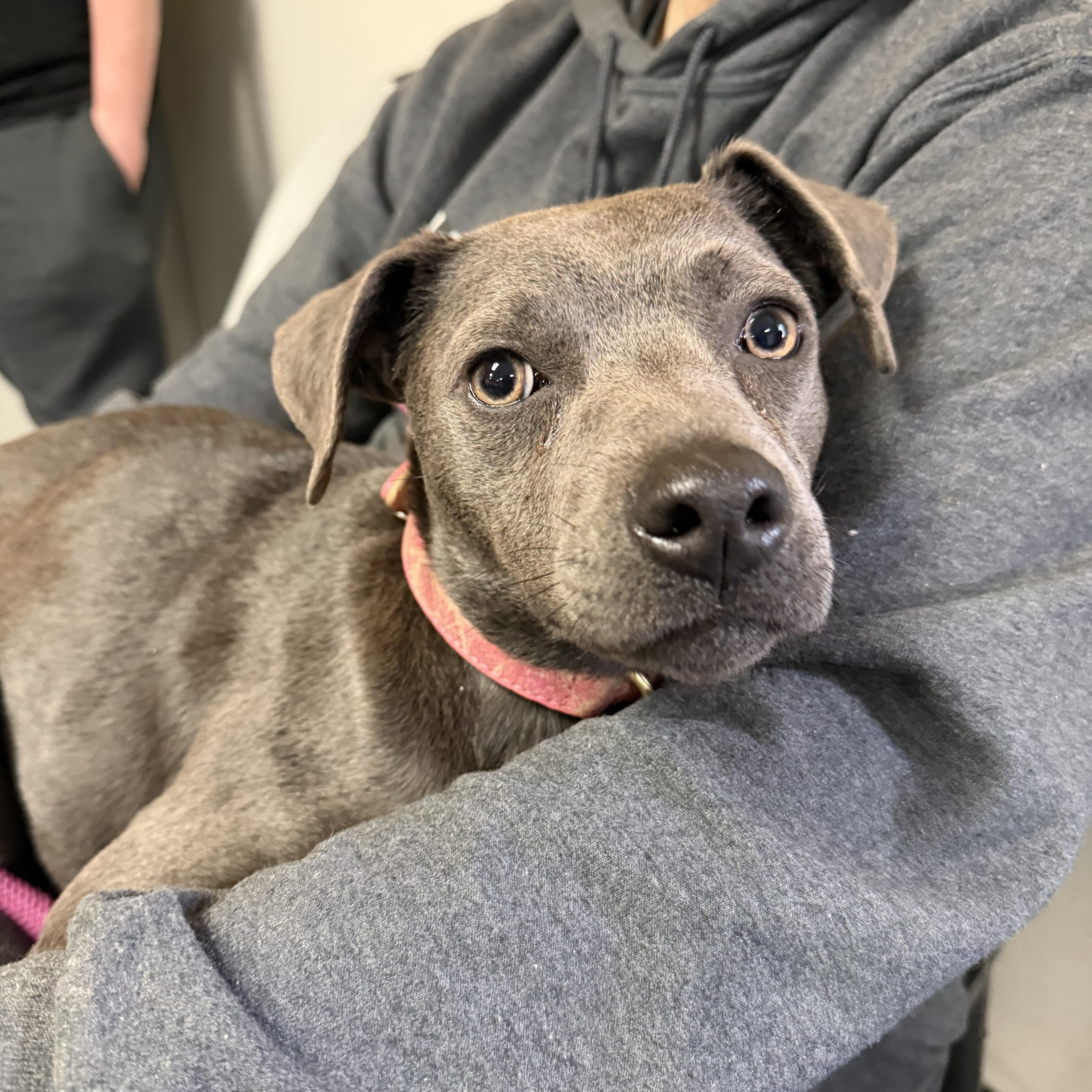 Enlarge Darla (Dresden #15), a Adoptable mixed breed in Mount Juliet, TN image 2/5