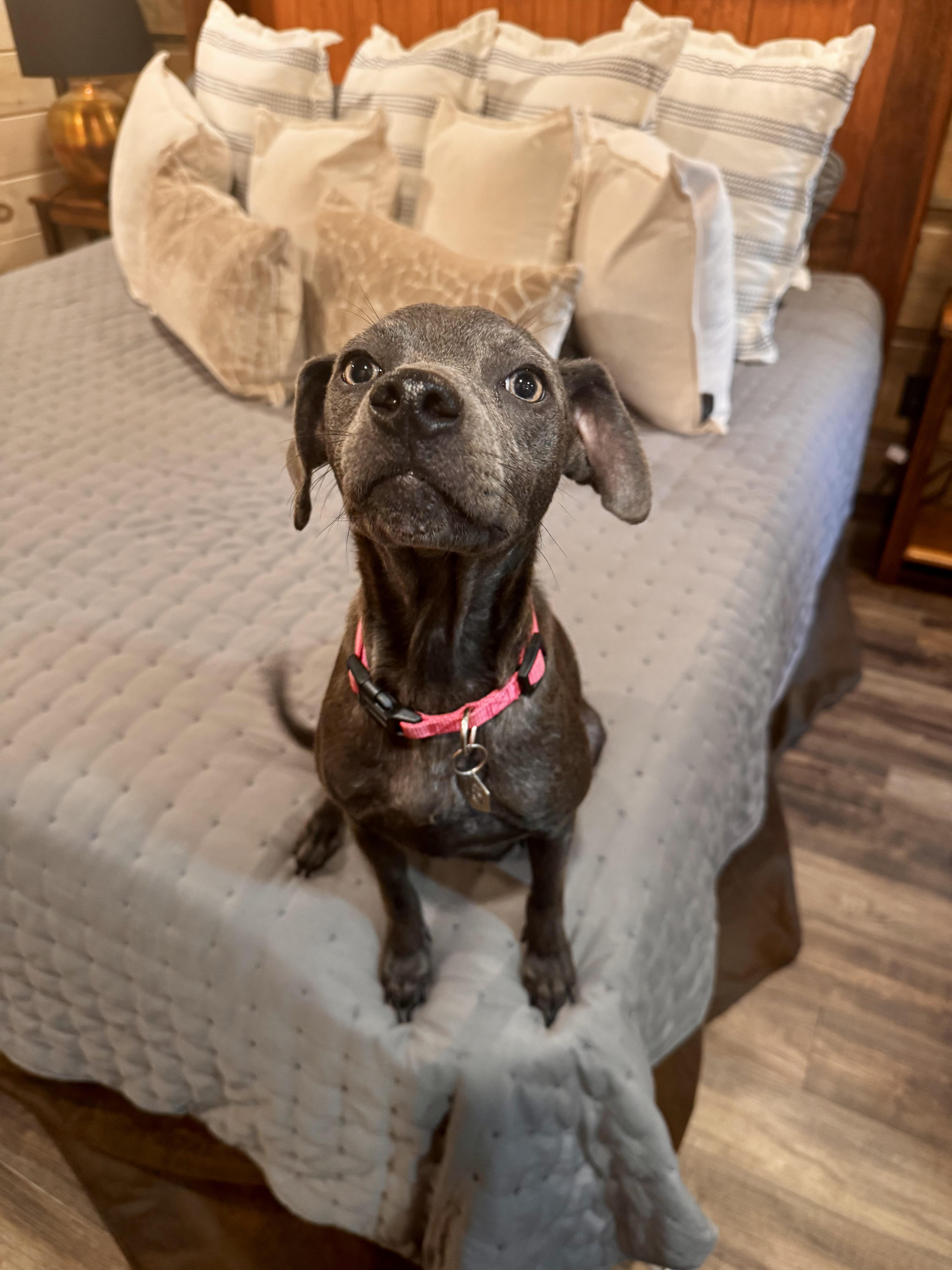 Enlarge Darla (Dresden #15), a Adoptable mixed breed in Mount Juliet, TN image 3/5