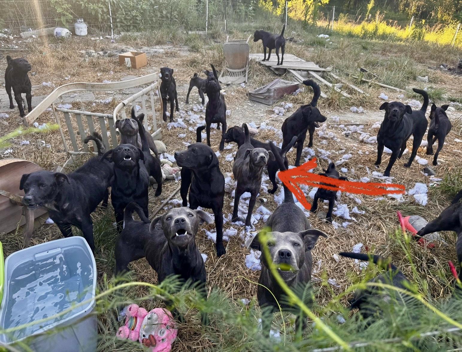 Enlarge Darla (Dresden #15), a Adoptable mixed breed in Mount Juliet, TN image 5/5