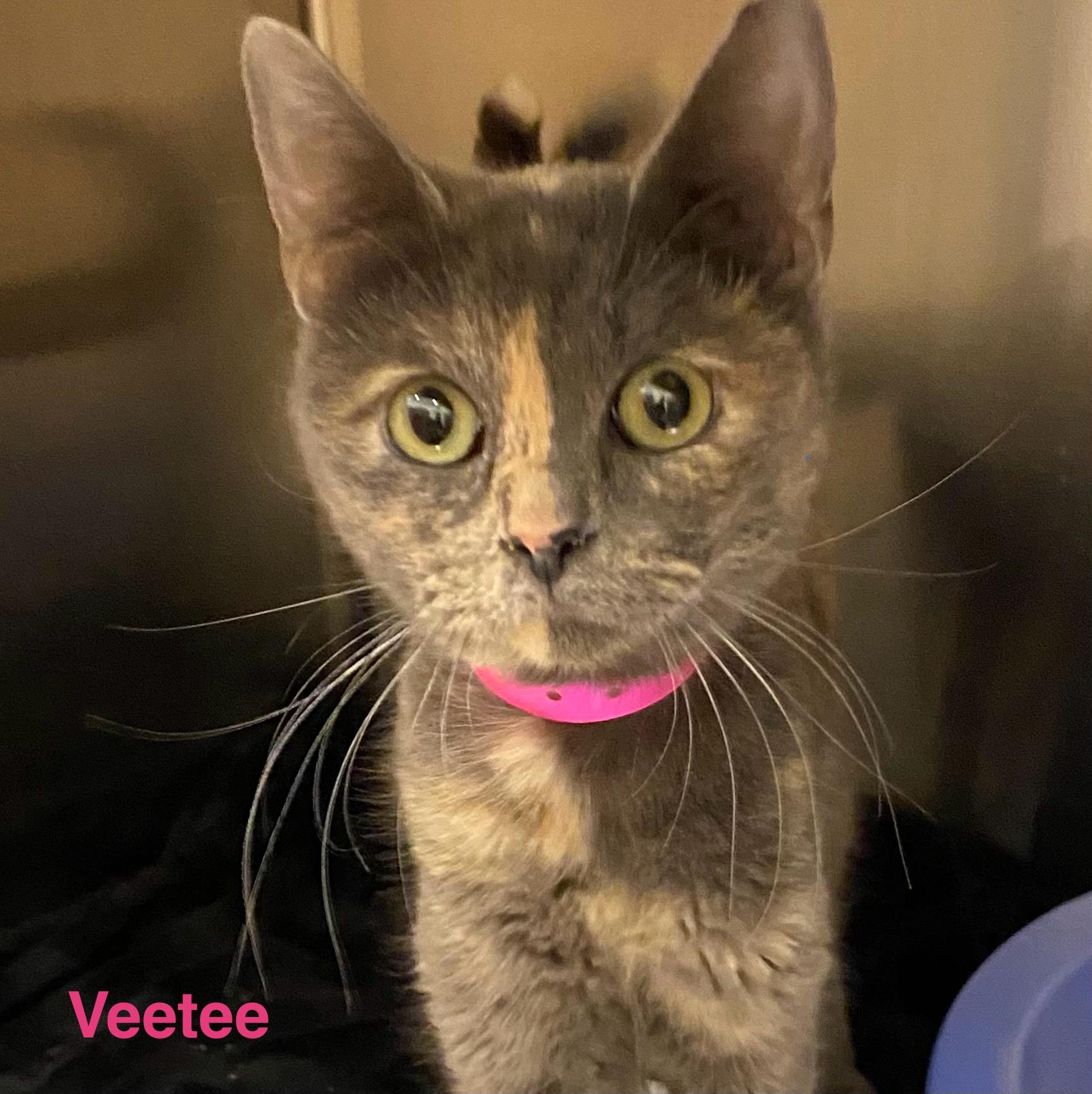 Enlarge Veetee, a ADOPTABLE Dilute Tortoiseshell in Las Vegas, NV image 1/1