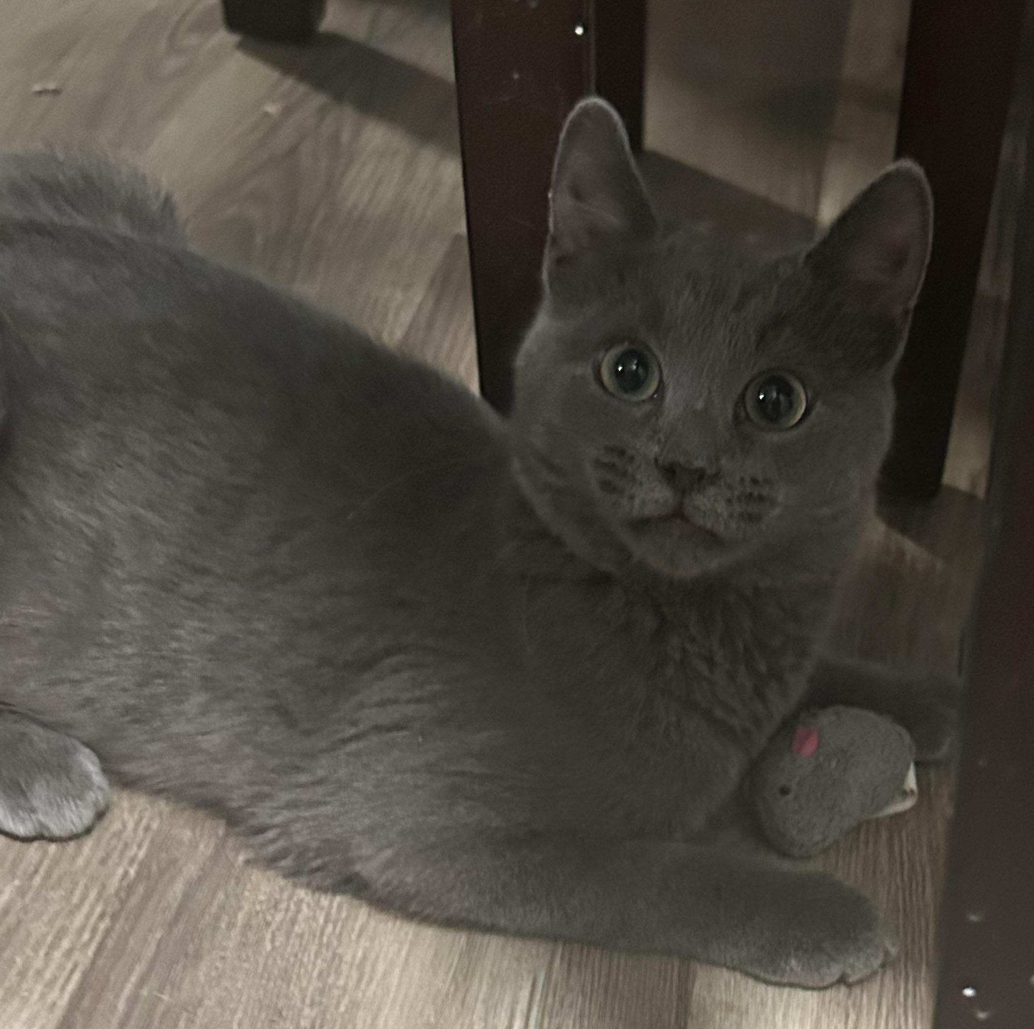 Enlarge Rosette, a ADOPTABLE Domestic Short Hair in Tulsa, OK image 2/3