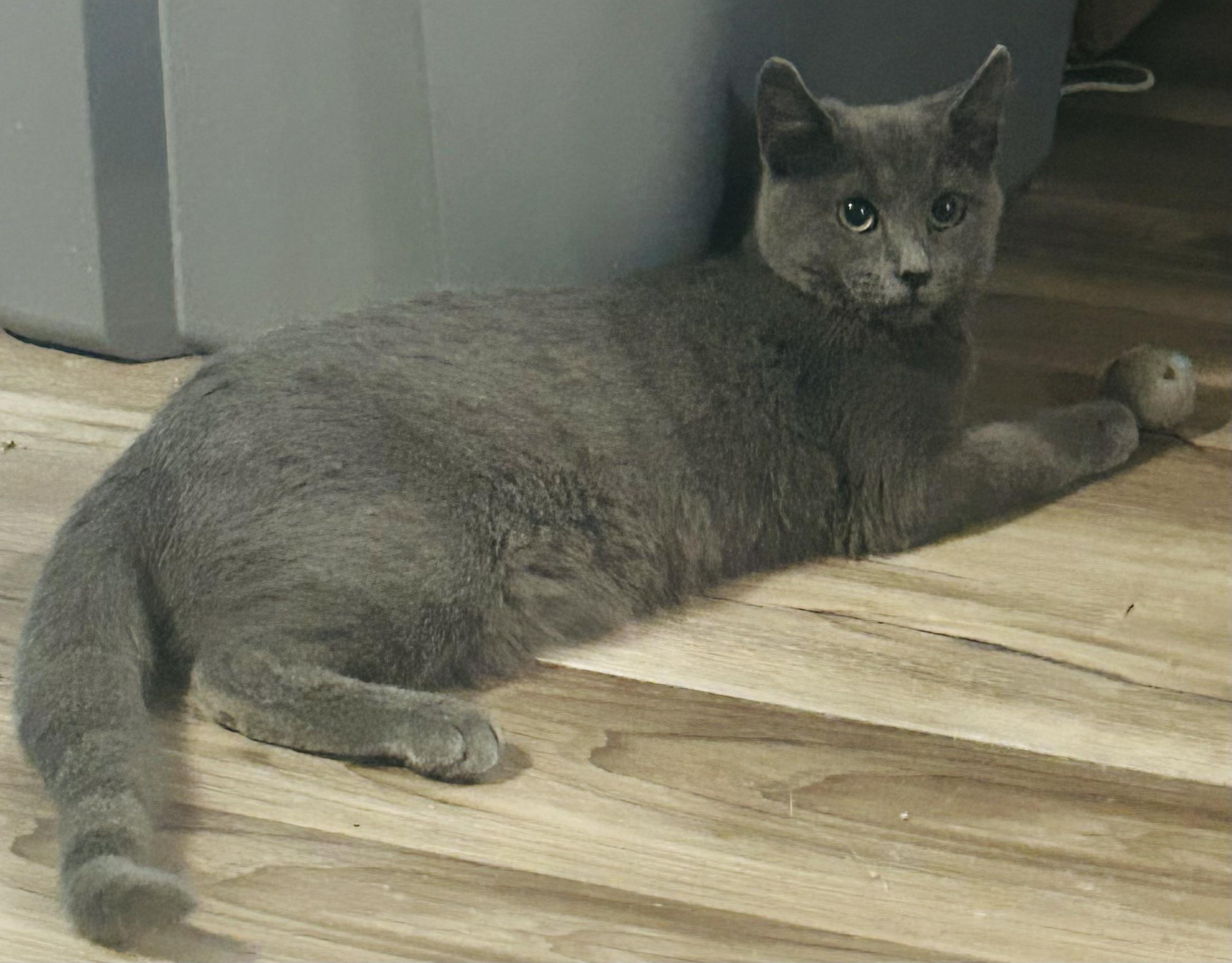 Enlarge Rosette, a ADOPTABLE Domestic Short Hair in Tulsa, OK image 3/3