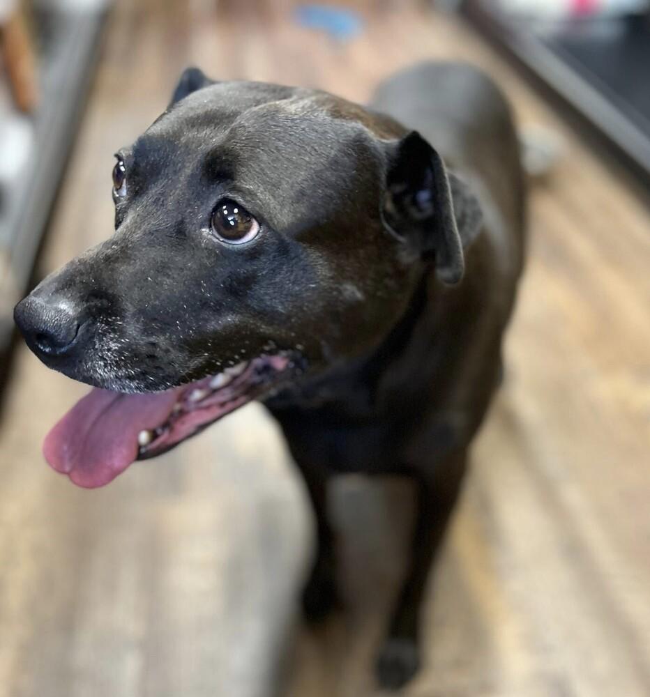 Enlarge Mistletoe, a Adoptable mixed breed in Douglasville, GA image 3/6