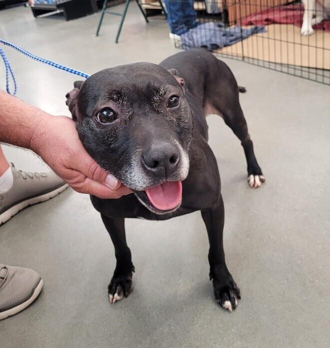 Enlarge Mistletoe, a Adoptable mixed breed in Douglasville, GA image 4/6