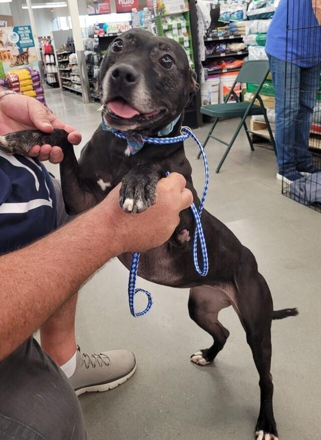 Enlarge Mistletoe, a Adoptable mixed breed in Douglasville, GA image 5/6