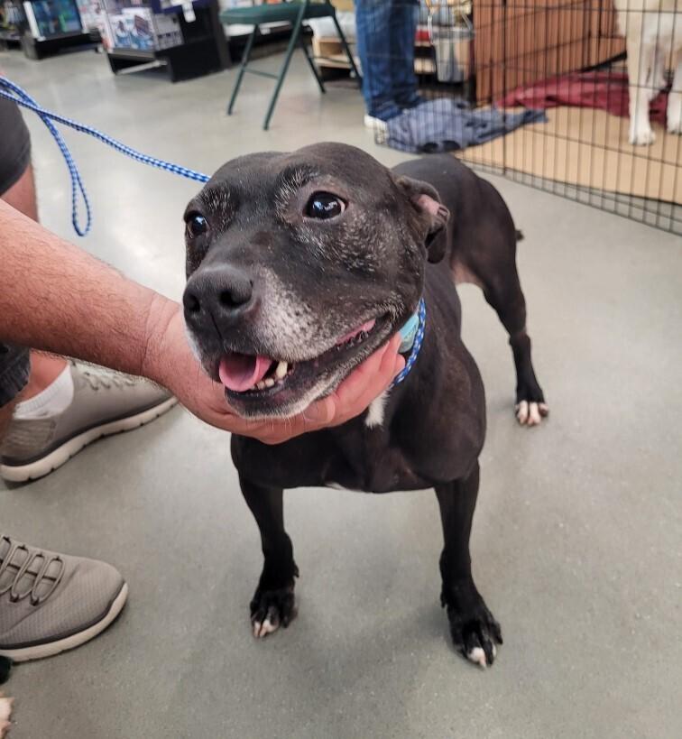 Enlarge Mistletoe, a Adoptable mixed breed in Douglasville, GA image 6/6