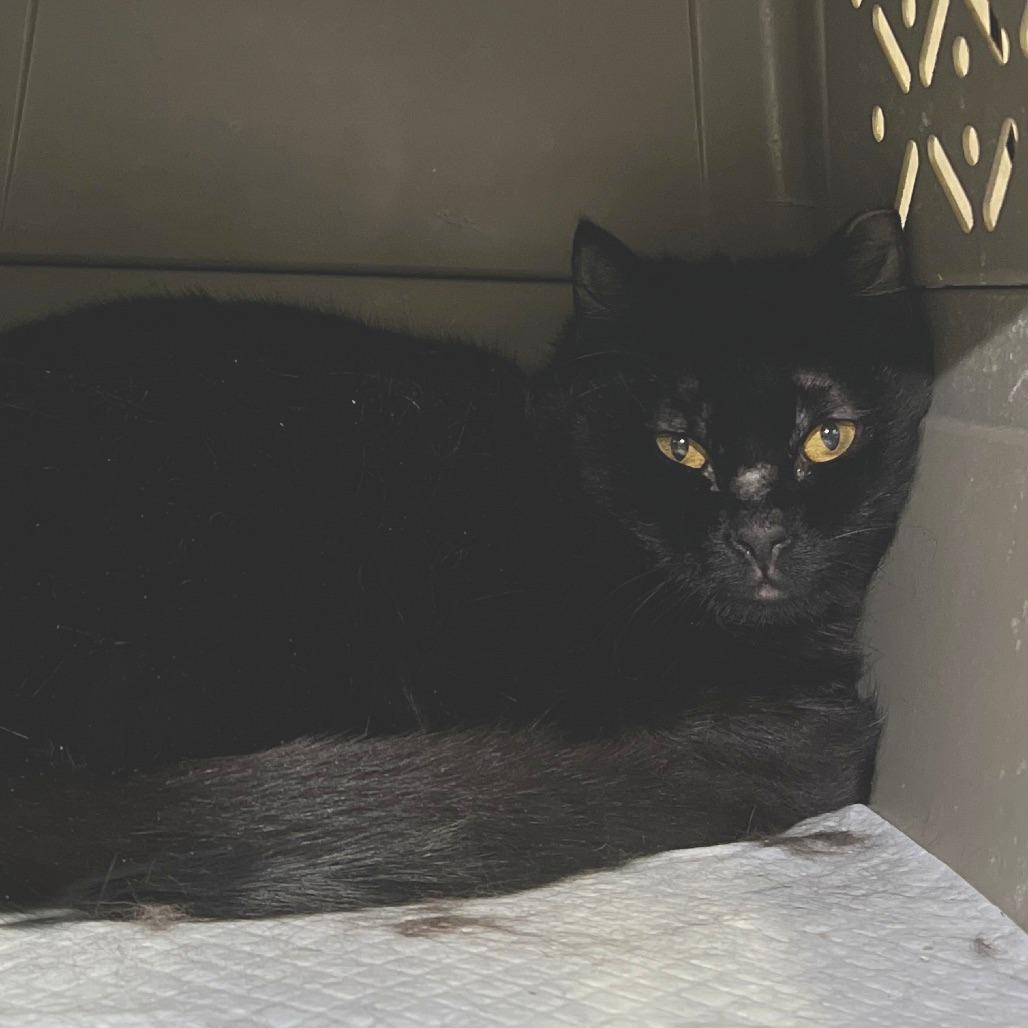 Yam, a Adoptable Domestic Short Hair in Salt Lake City, UT image 1/2