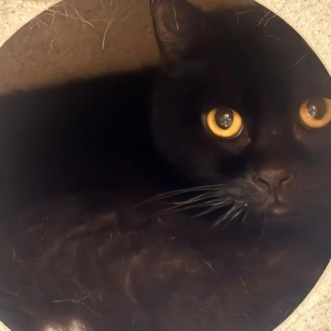 Yam, a Adoptable Domestic Short Hair in Salt Lake City, UT image 2/2