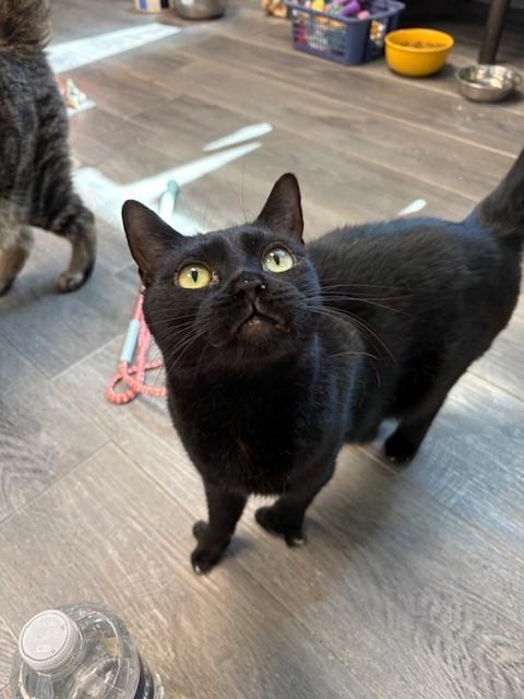 Mindy (aka Tammy two toes), a Adoptable mixed breed in Mishawaka, IN image 1/4