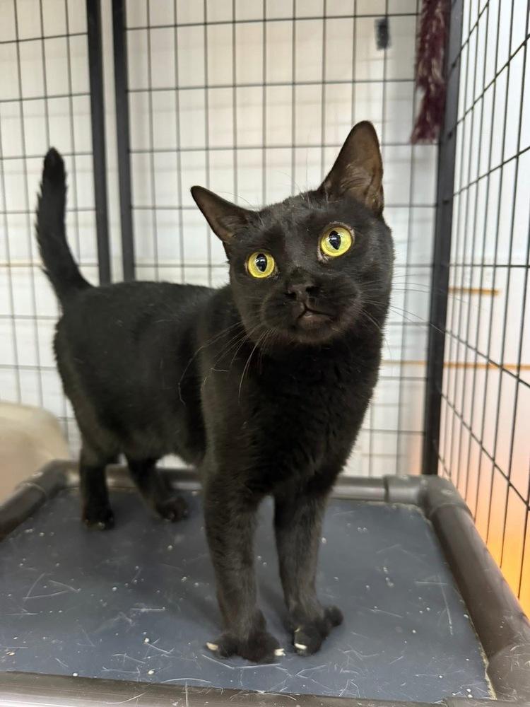Mindy (aka Tammy two toes), a Adoptable mixed breed in Mishawaka, IN image 3/4