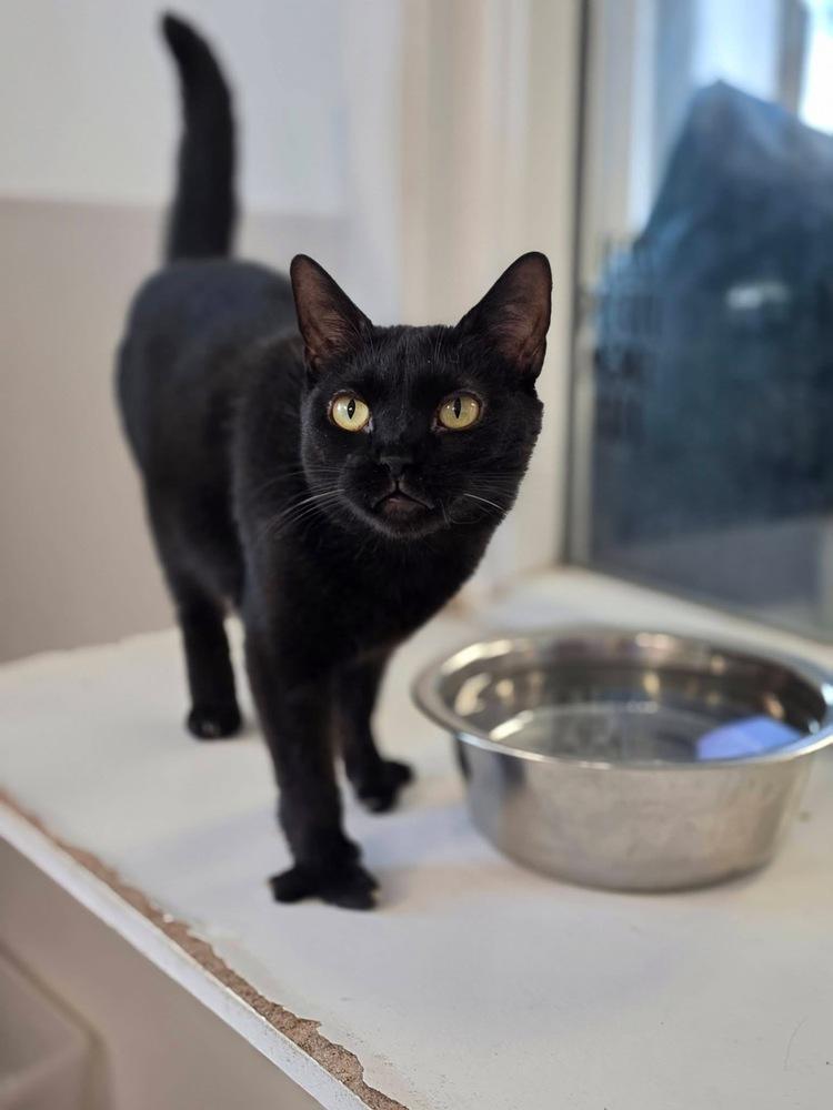 Mindy (aka Tammy two toes), a Adoptable mixed breed in Mishawaka, IN image 4/4
