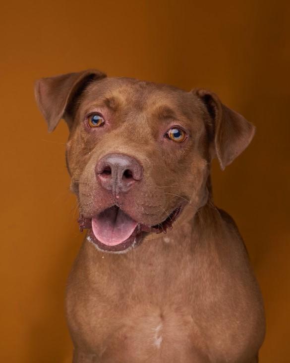 Enlarge Choco, a Adoptable American Staffordshire Terrier in Sullivan City, TX image 1/3