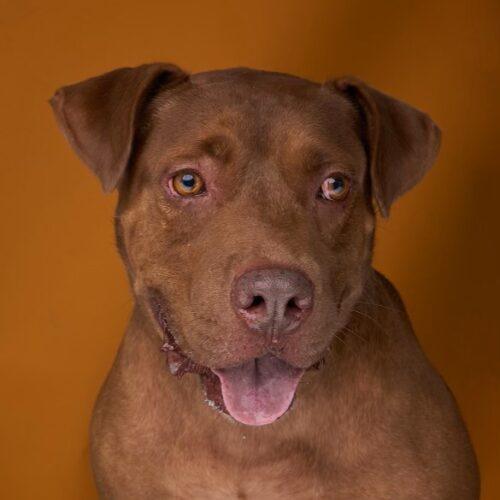 Choco, Adoptable, Adult Male American Staffordshire Terrier.