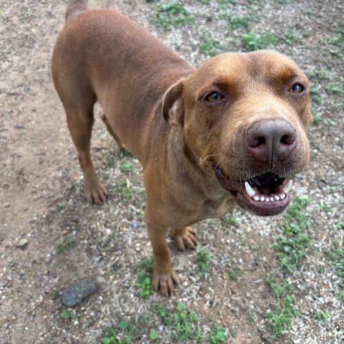 Enlarge Choco, a Adoptable American Staffordshire Terrier in Sullivan City, TX image 3/3