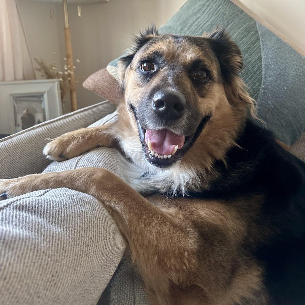 Enlarge Emma, a Adoptable mixed breed in Brooklyn, NY image 1/6