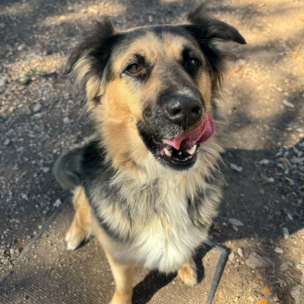 Enlarge Emma, a Adoptable mixed breed in Brooklyn, NY image 2/6