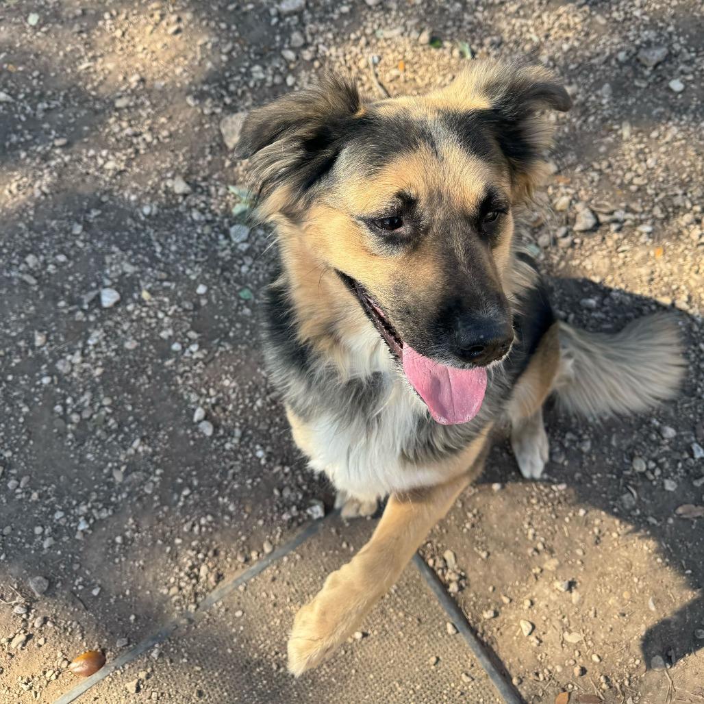 Enlarge Emma, a Adoptable mixed breed in Brooklyn, NY image 3/6