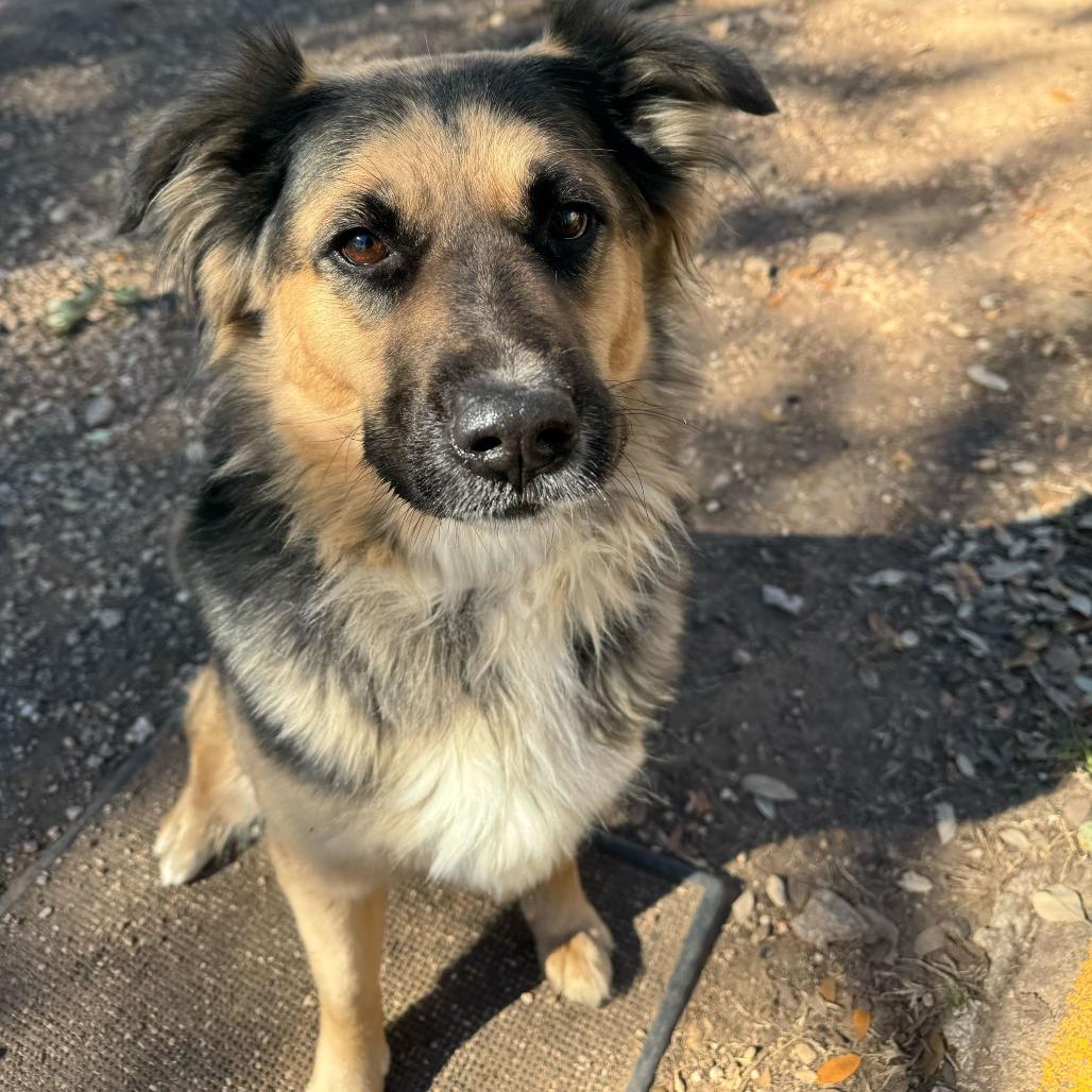 Enlarge Emma, a Adoptable mixed breed in Brooklyn, NY image 4/6