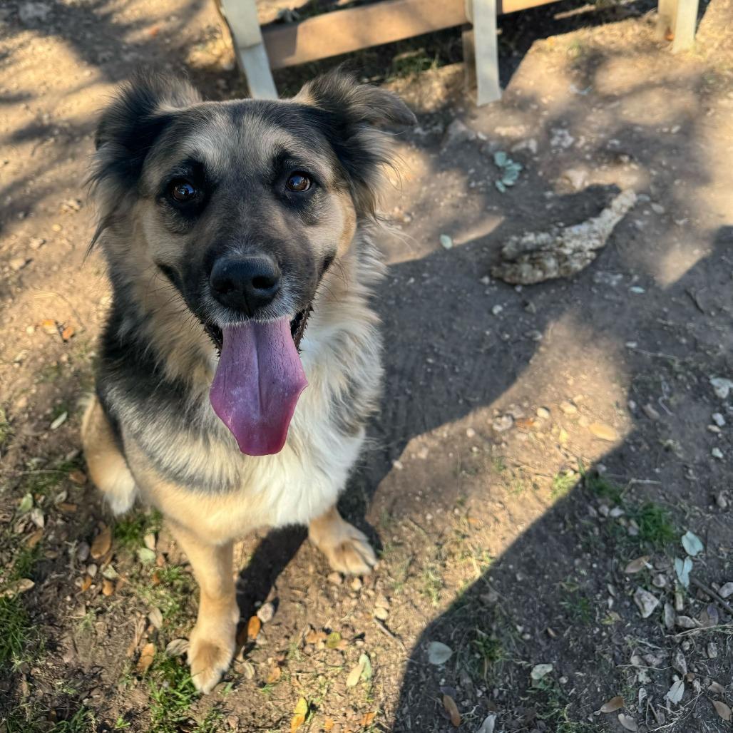 Enlarge Emma, a Adoptable mixed breed in Brooklyn, NY image 5/6