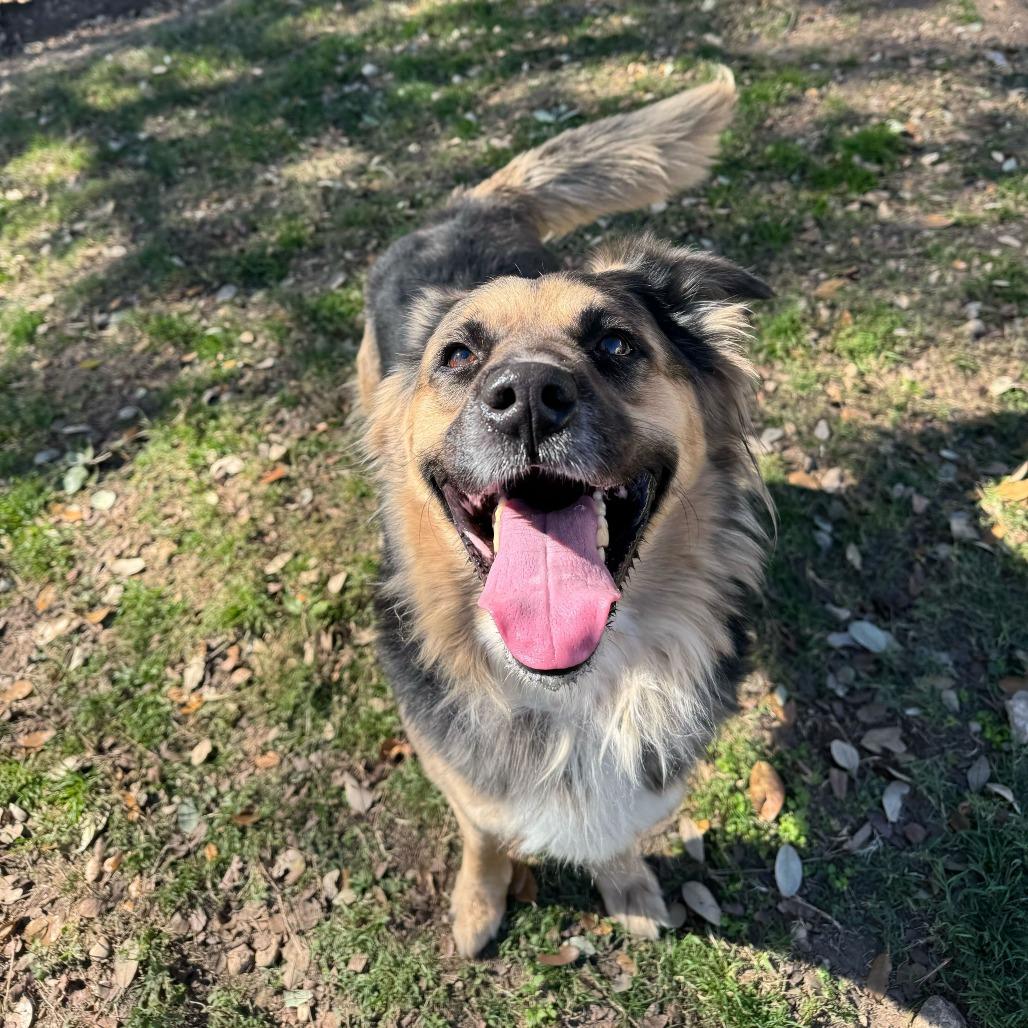 Enlarge Emma, a Adoptable mixed breed in Brooklyn, NY image 2/6