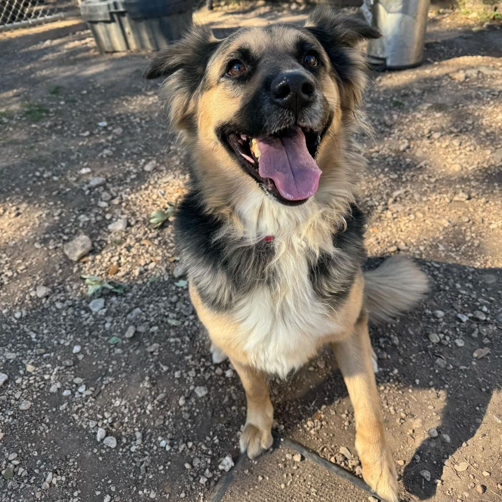 Enlarge Emma, a Adoptable mixed breed in Brooklyn, NY image 6/6