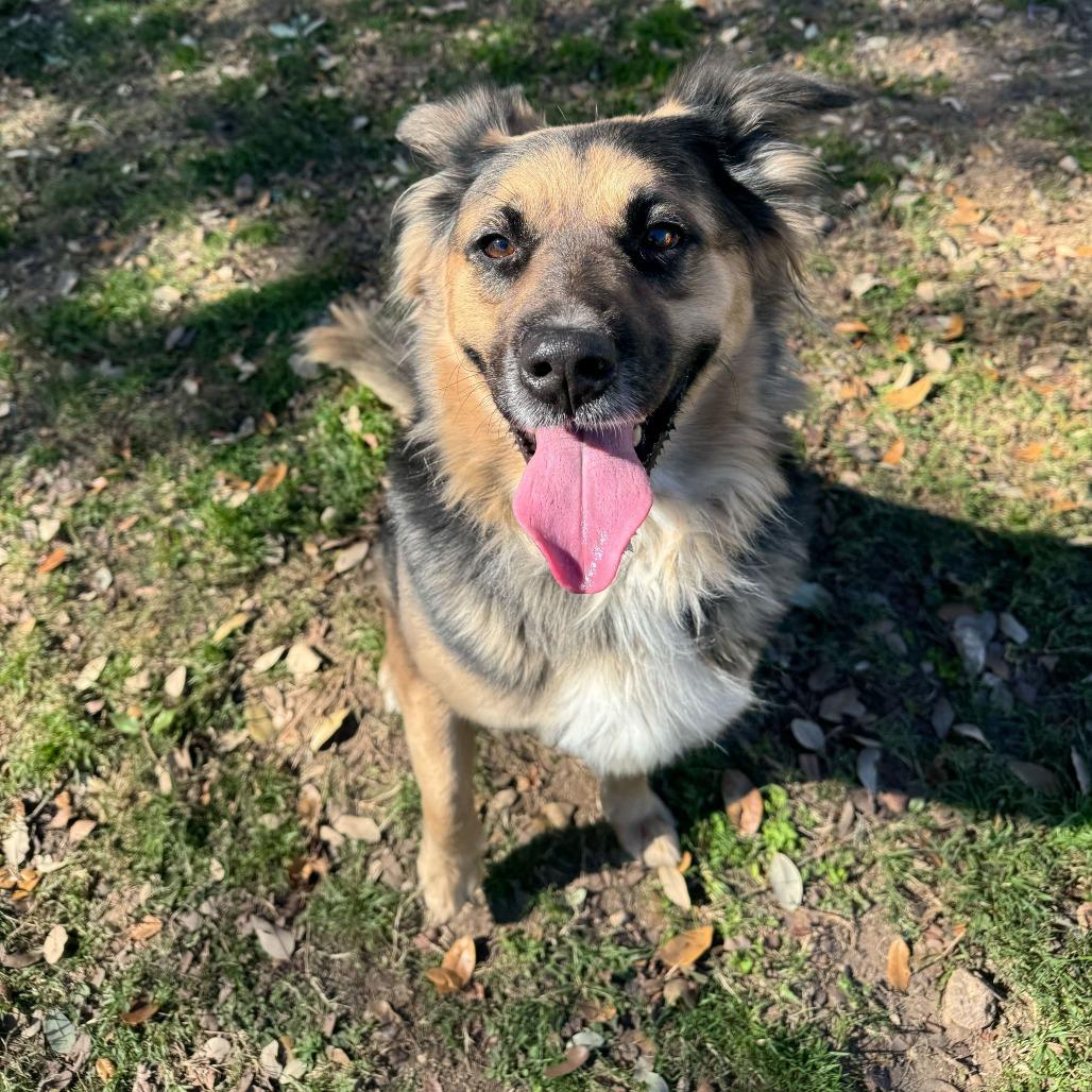 Enlarge Emma, a Adoptable mixed breed in Brooklyn, NY image 3/6