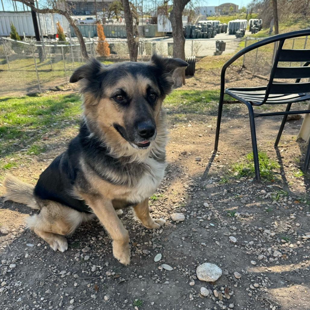 Enlarge Emma, a Adoptable mixed breed in Brooklyn, NY image 4/6
