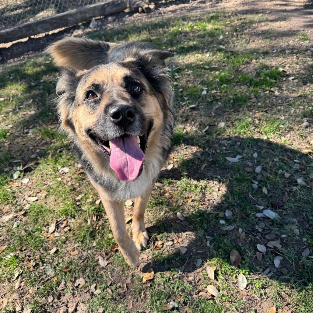 Enlarge Emma, a Adoptable mixed breed in Brooklyn, NY image 5/6