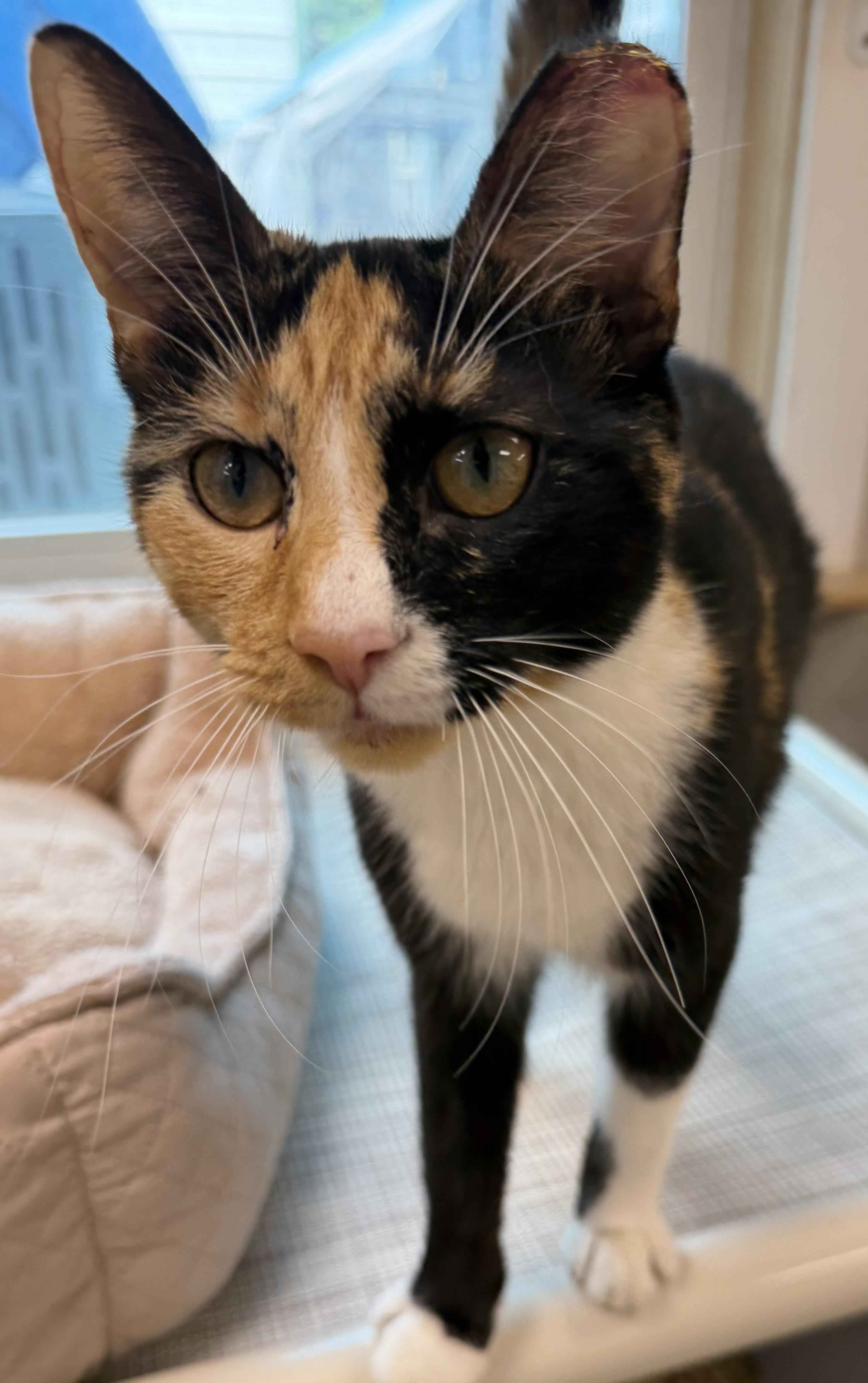 Dallas , ADOPTABLE, Adult Female Domestic Short Hair.