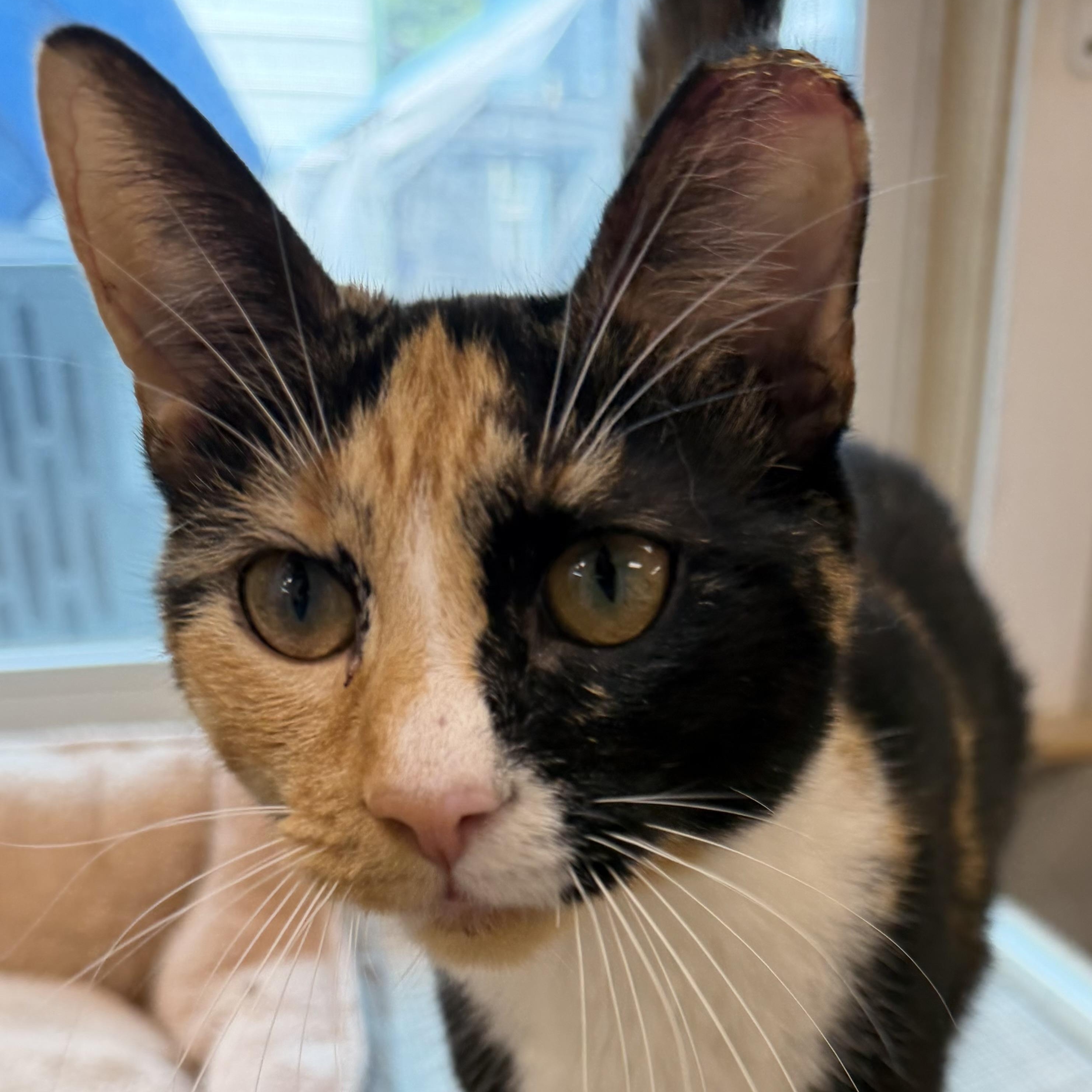 Dallas , a ADOPTABLE Domestic Short Hair in Fernandina Beach, FL image 3/5