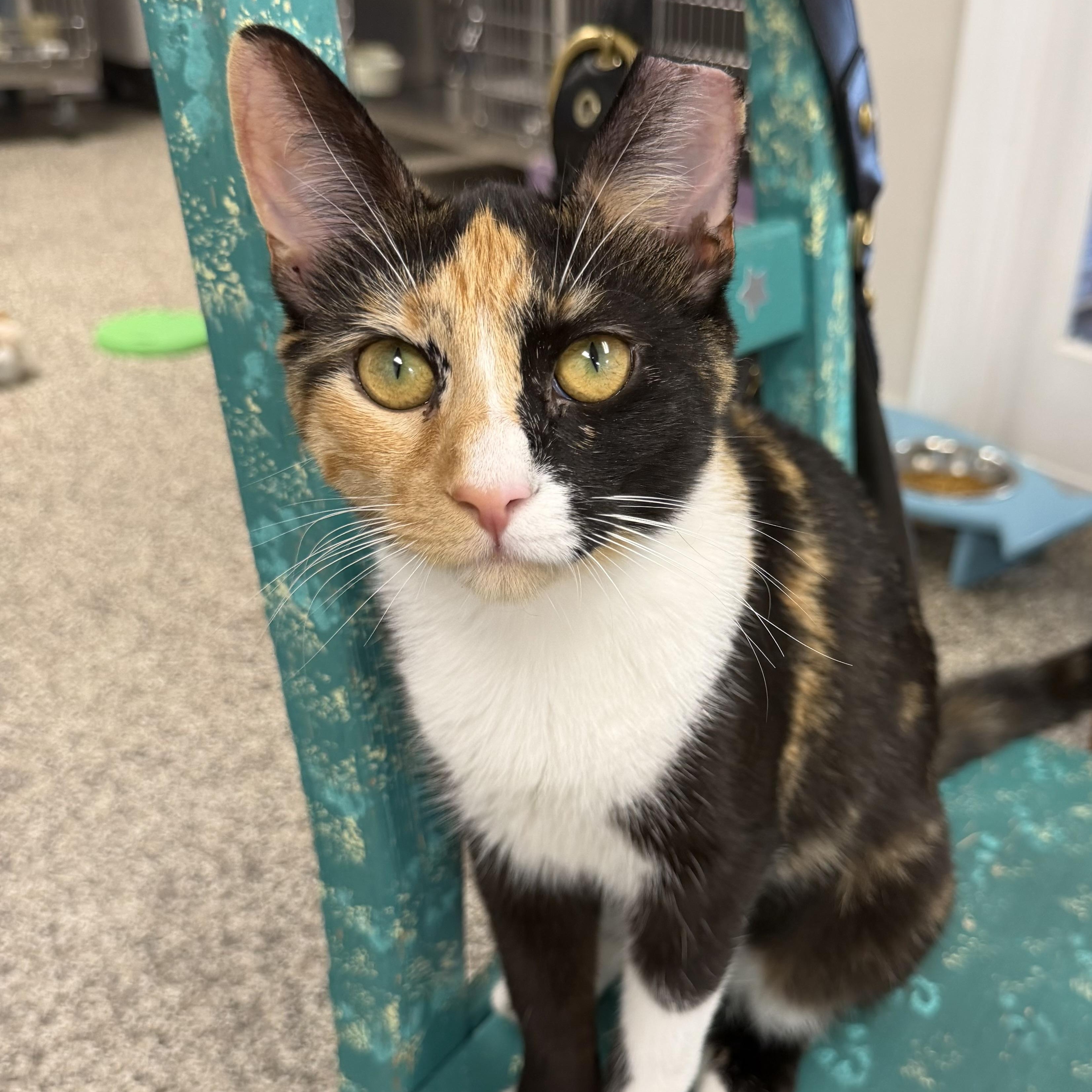 Dallas , ADOPTABLE, Adult Female Domestic Short Hair.