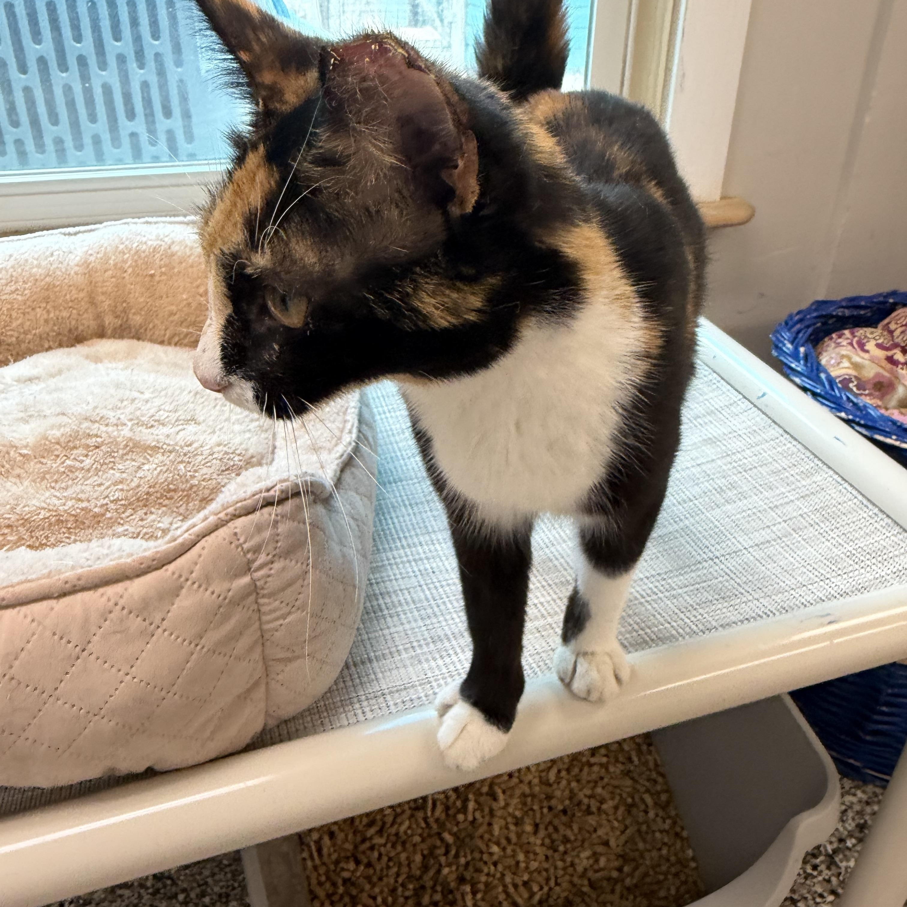 Enlarge Dallas , a ADOPTABLE Domestic Short Hair in Fernandina Beach, FL image 5/6