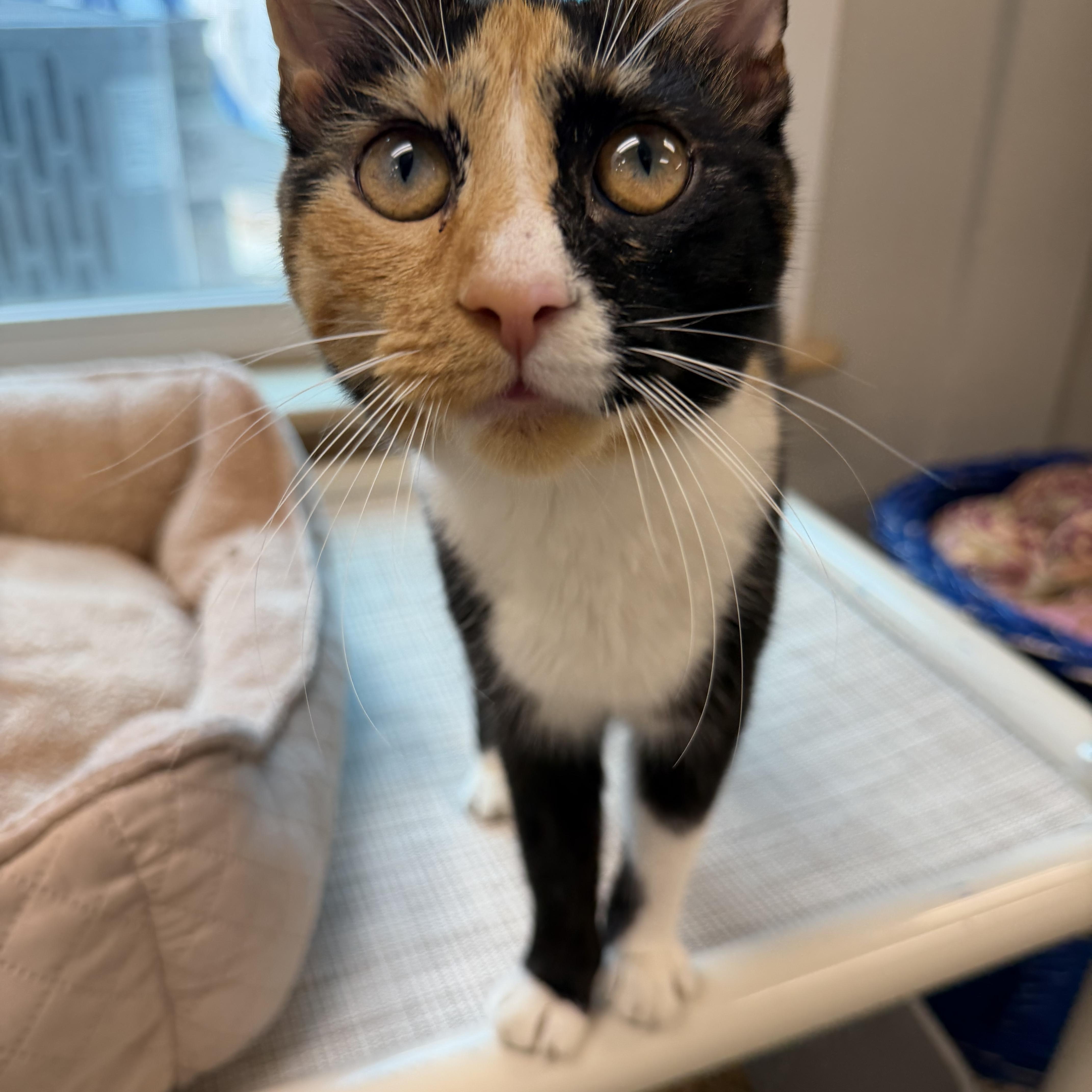 Enlarge Dallas , a ADOPTABLE Domestic Short Hair in Fernandina Beach, FL image 4/6
